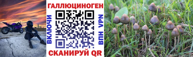 где найти   Теберда  Псилоцибиновые грибы мухоморы 